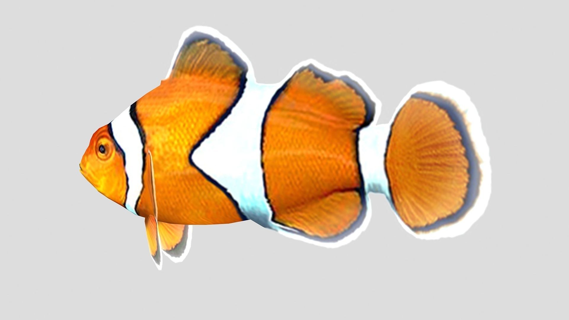 Clownfish Tropical Fish Low-poly 3D model_4