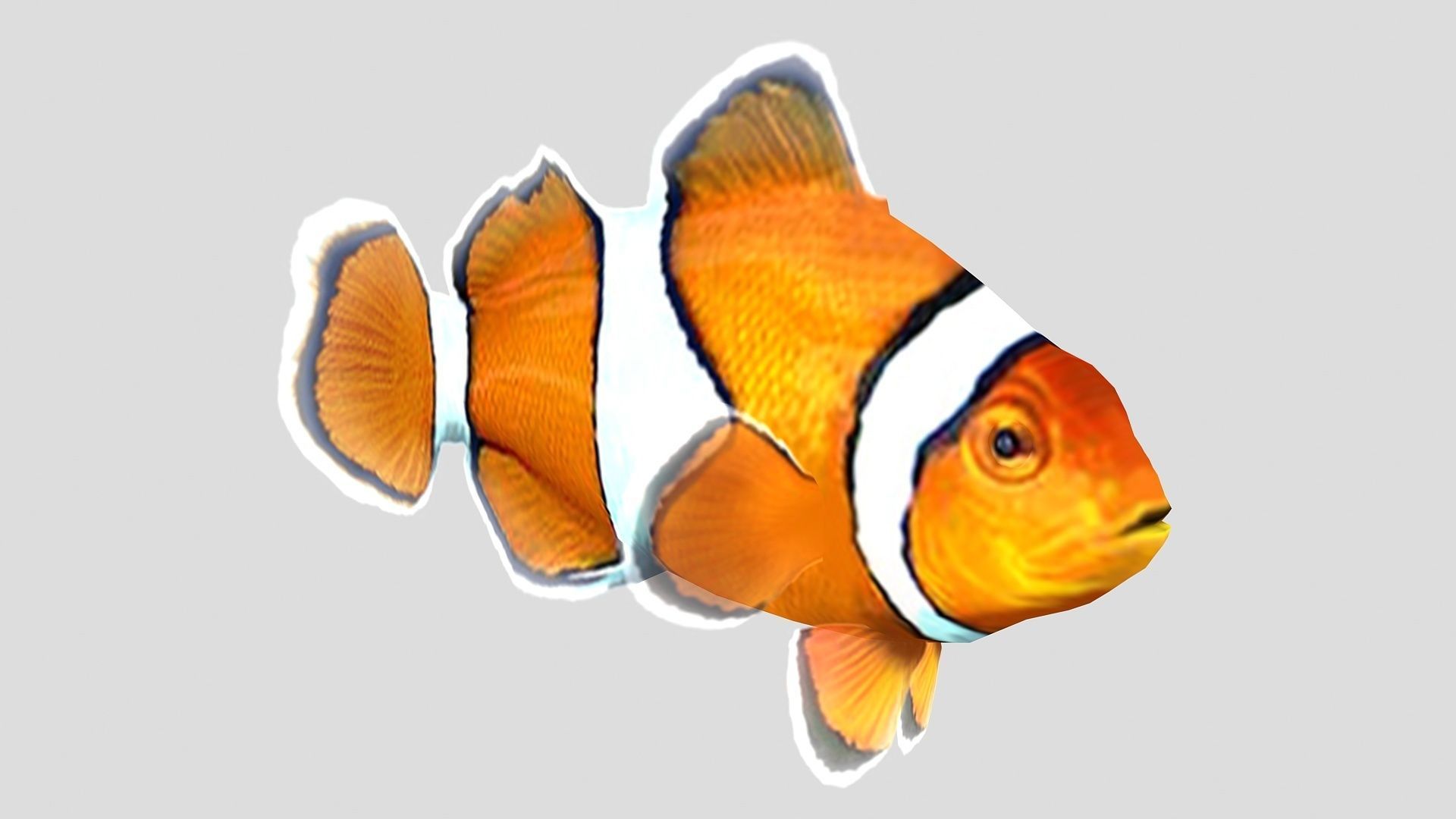 Clownfish Tropical Fish Low-poly 3D model_1