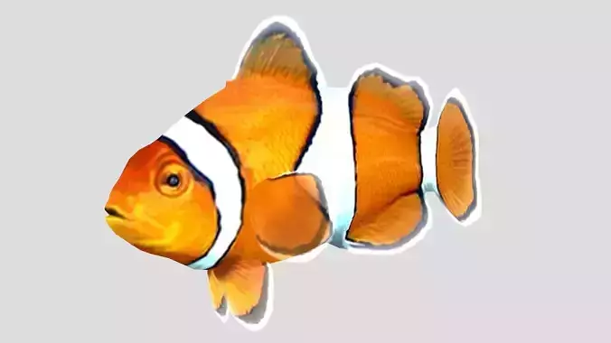 Clownfish Tropical Fish