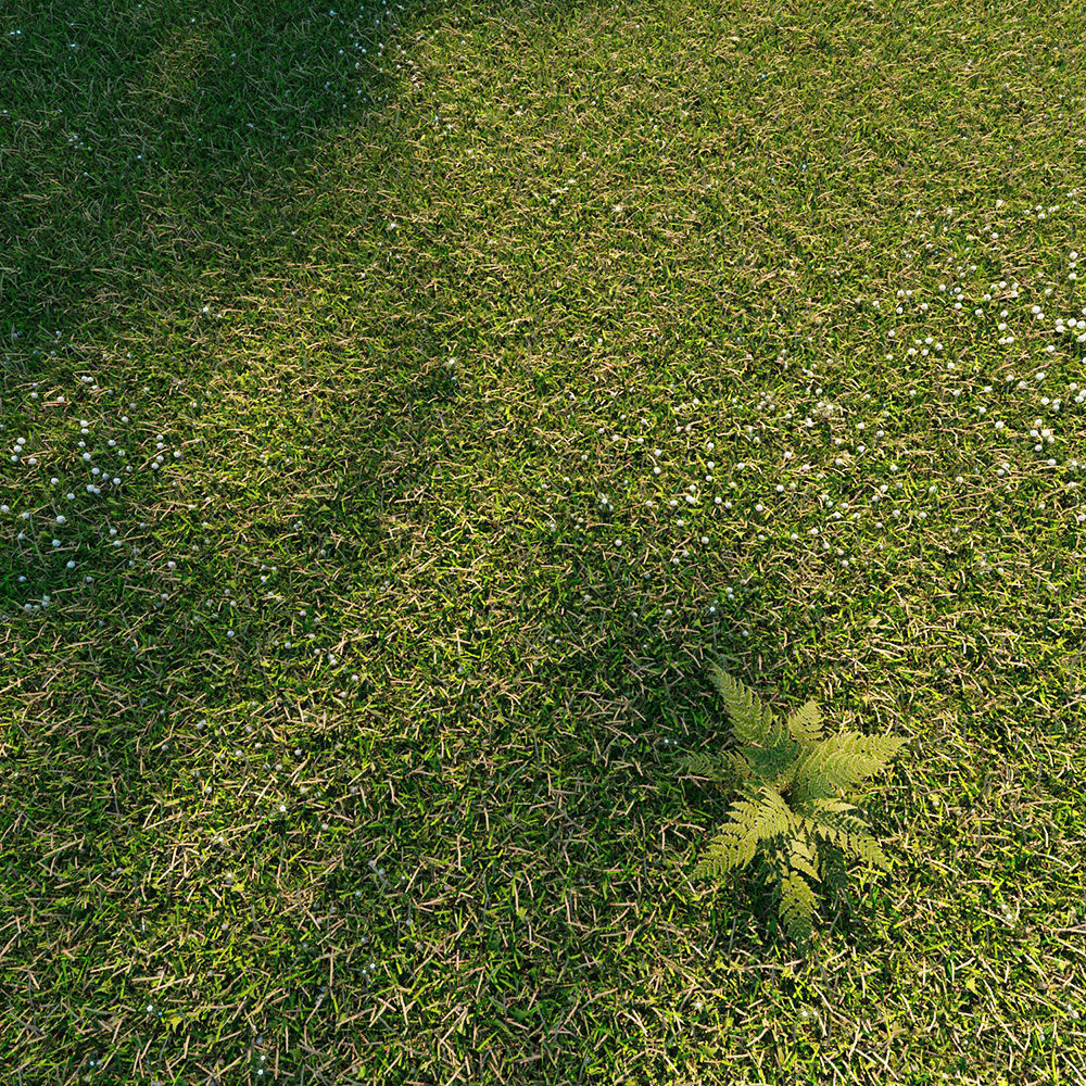 Wild grass exterior 3D model_1