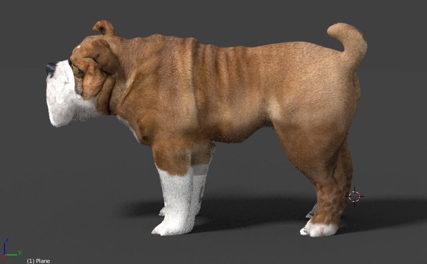 bulldog 3D model_7