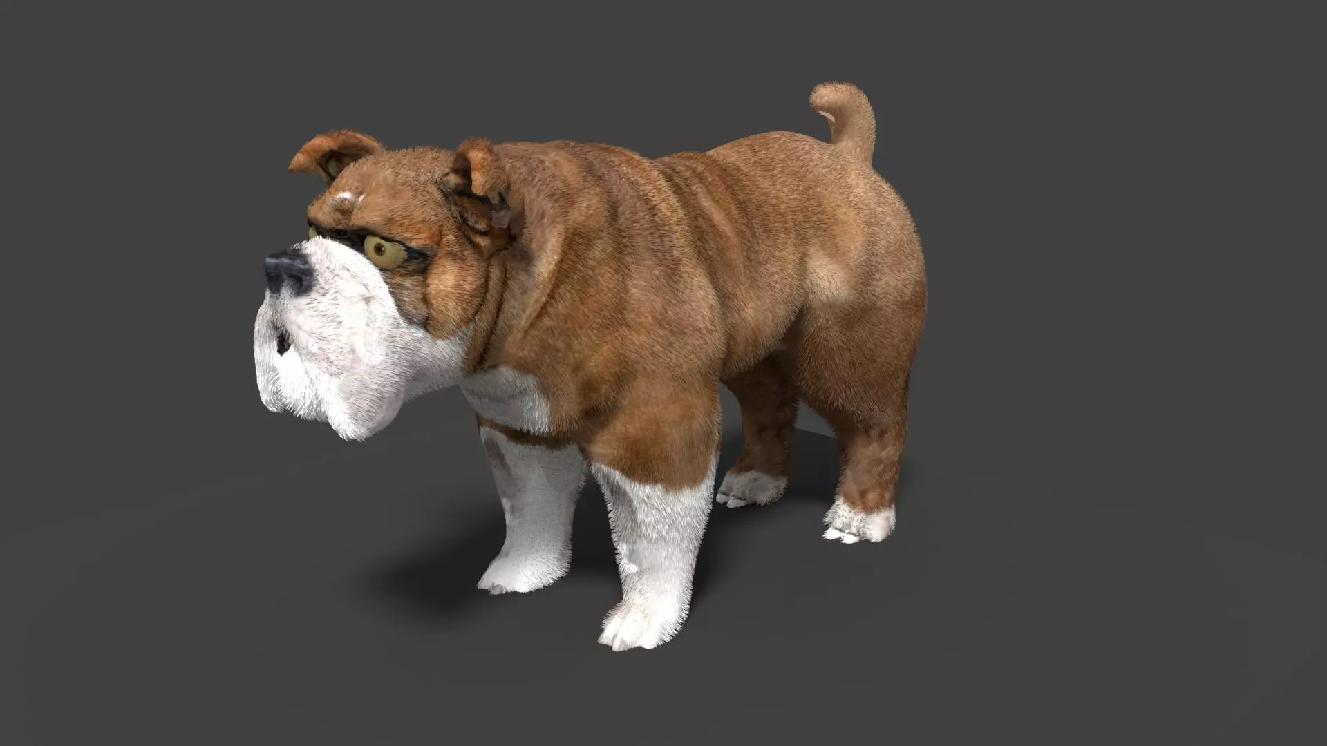 bulldog 3D model_0