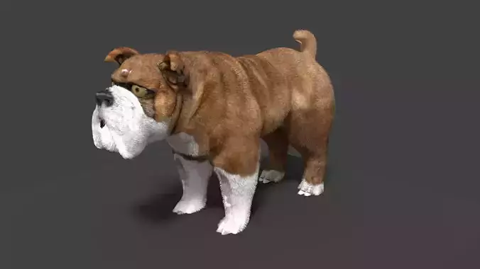 bulldog 3D model