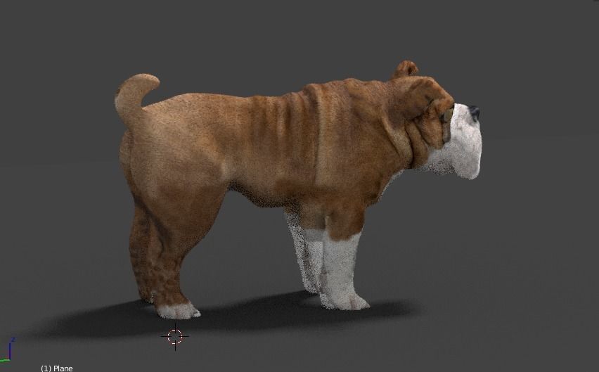 bulldog 3D model_13