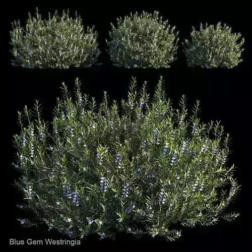 Blue Gem Westringia