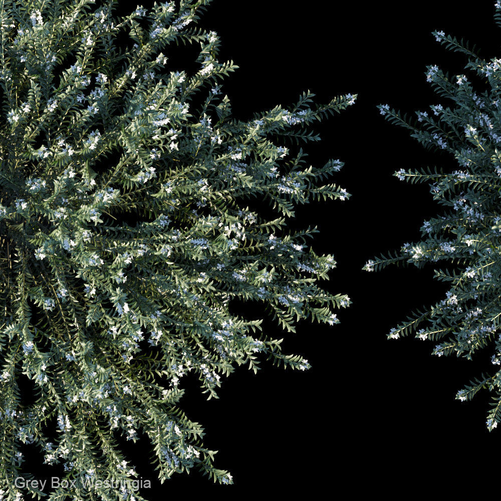 Grey Box Westringia 3D model_2