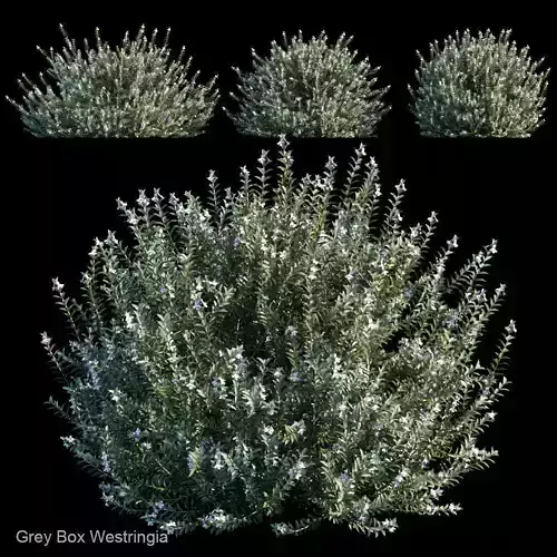 Grey Box Westringia
