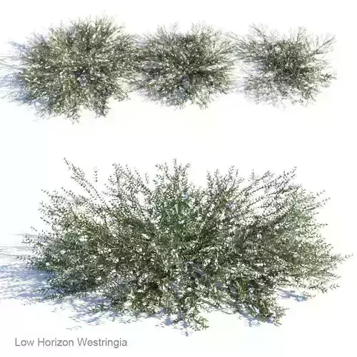 Low Horizon Westringia 3D model