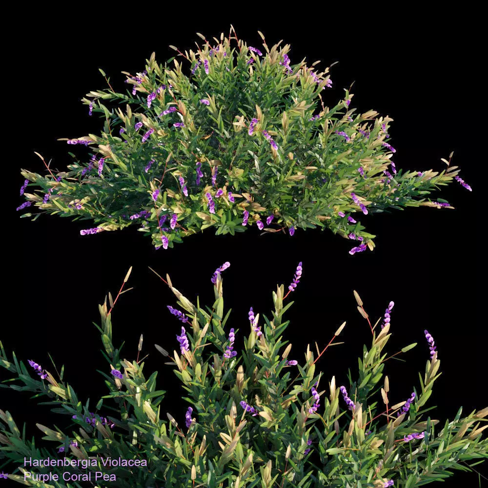 Purple Groundcover 3D model
