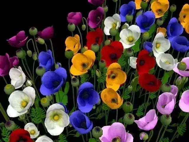 Papaveraceae flower  Low-poly 3D model