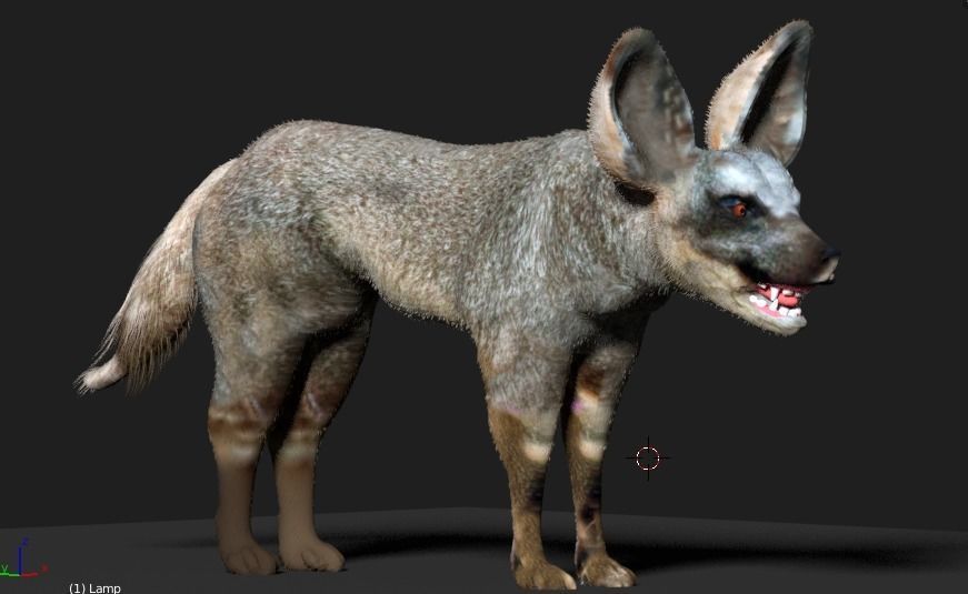 bat eared fox 3D model_11