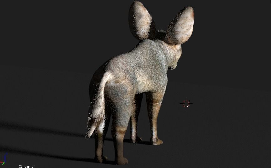 bat eared fox 3D model_6