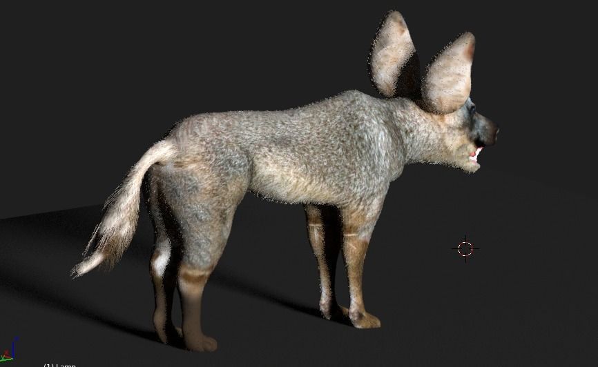 bat eared fox 3D model_9