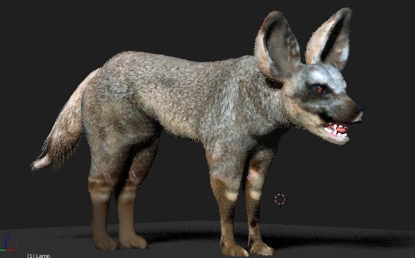 bat eared fox 3D model_4