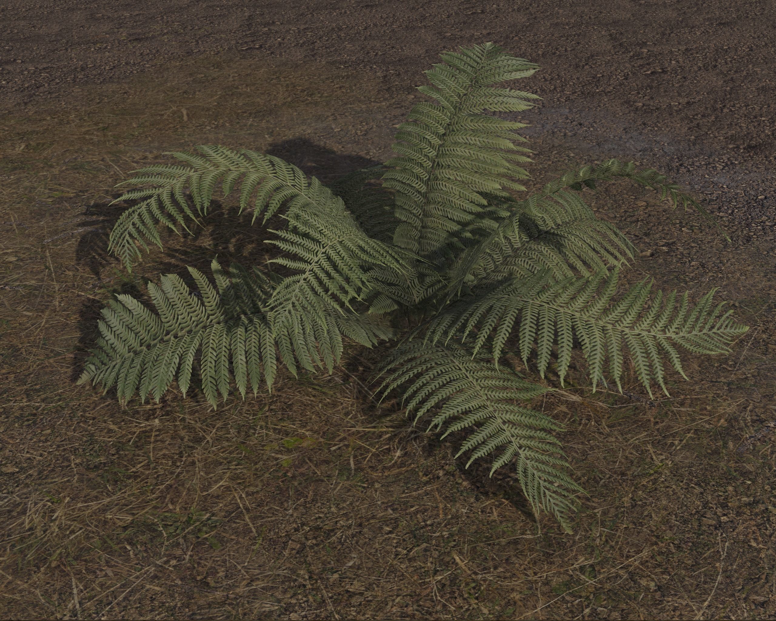 Nature Assets - Fern - Game Ready Low-poly 3D model_7