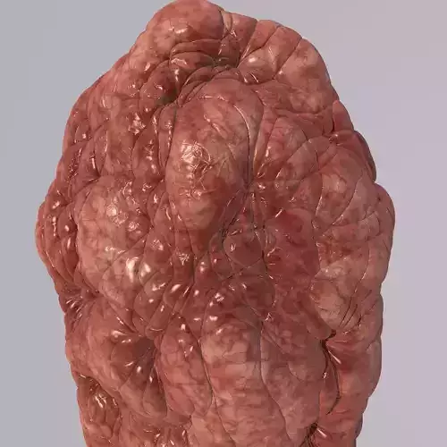 Bacillus Bacteria Virus 3D Model like Brain 2019