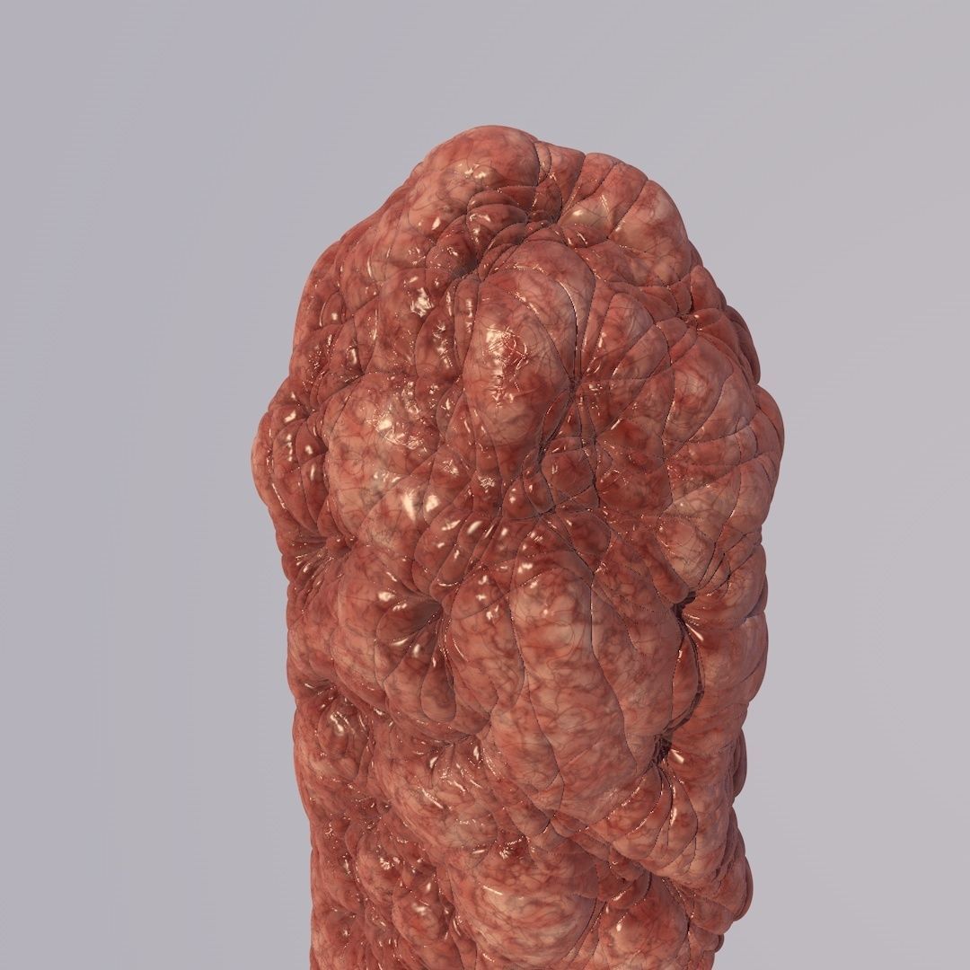 Bacillus Bacteria Virus 3D Model like Brain 2019 3D model_6