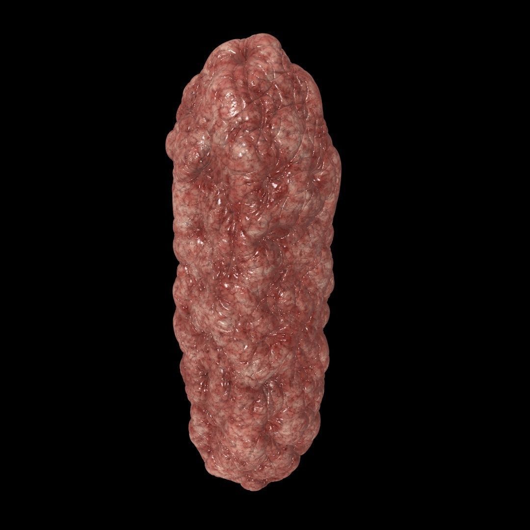 Bacillus Bacteria Virus 3D Model like Brain 2019 3D model_8