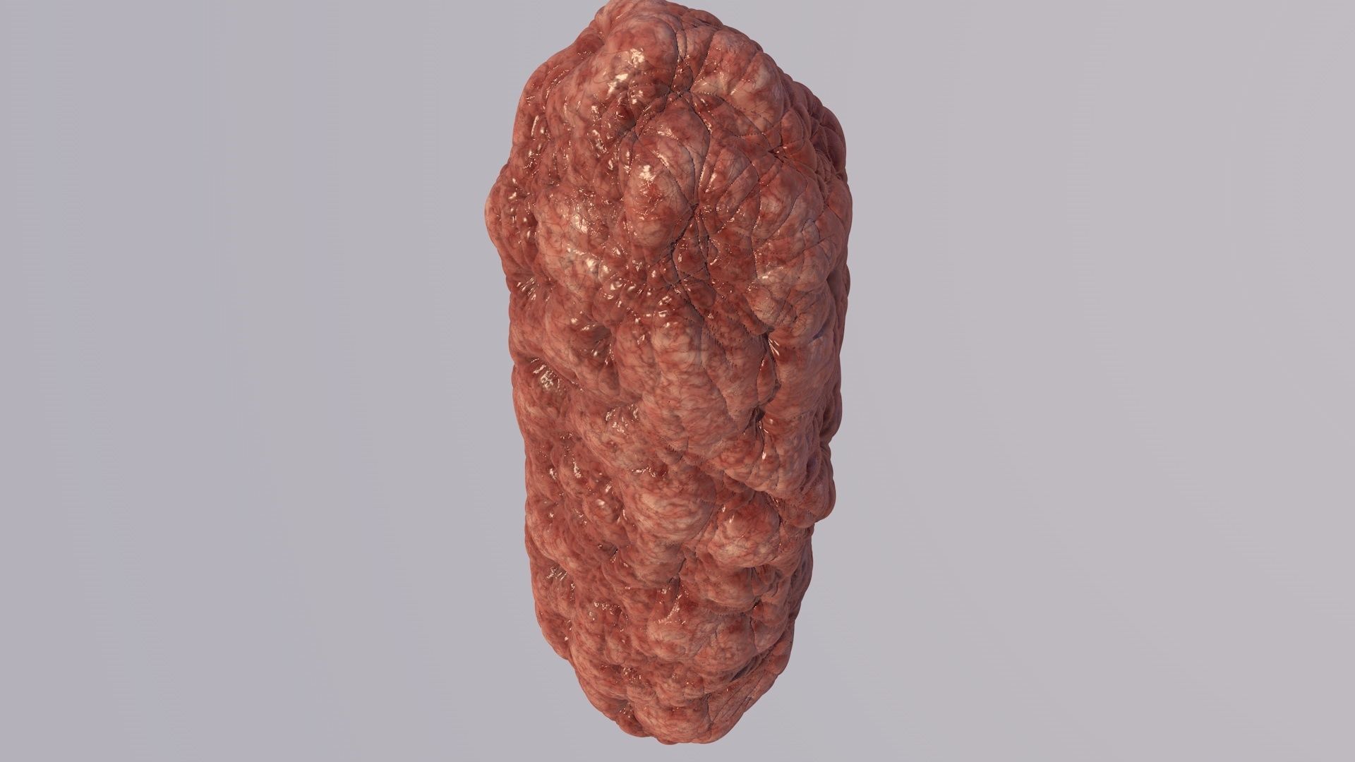 Bacillus Bacteria Virus 3D Model like Brain 2019 3D model_4