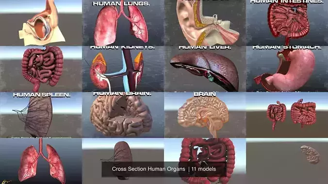 Cross Section Human Organs  3D Model Collection