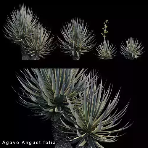Agave Angustifolia