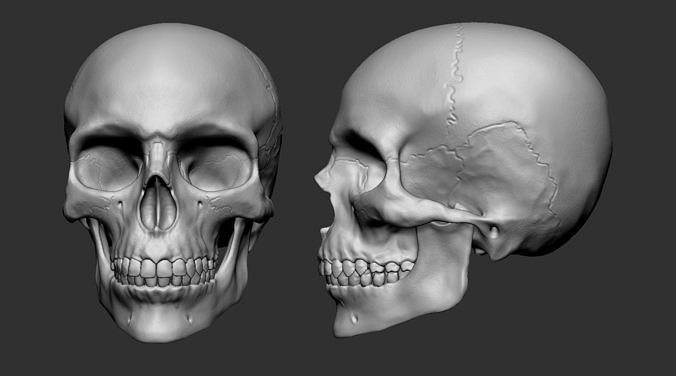 Skull Human - Hi-polygon 3D model