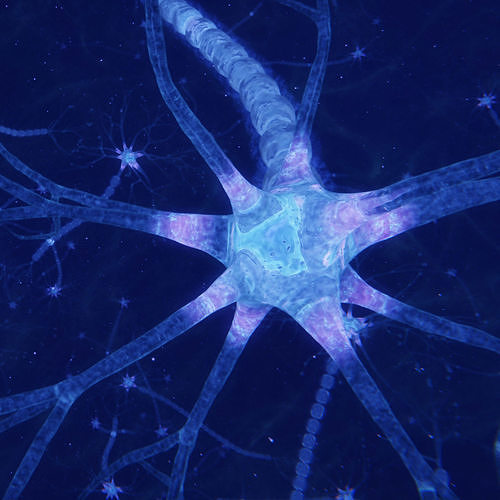 Neuron 3D model