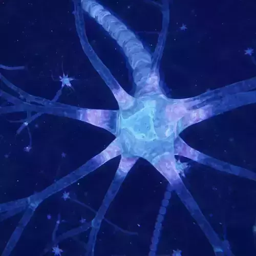 Neuron 3D model