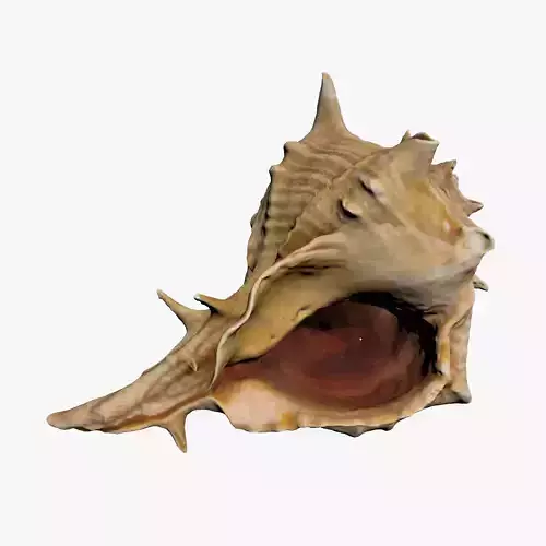 Sea Shell Low-poly 3D model