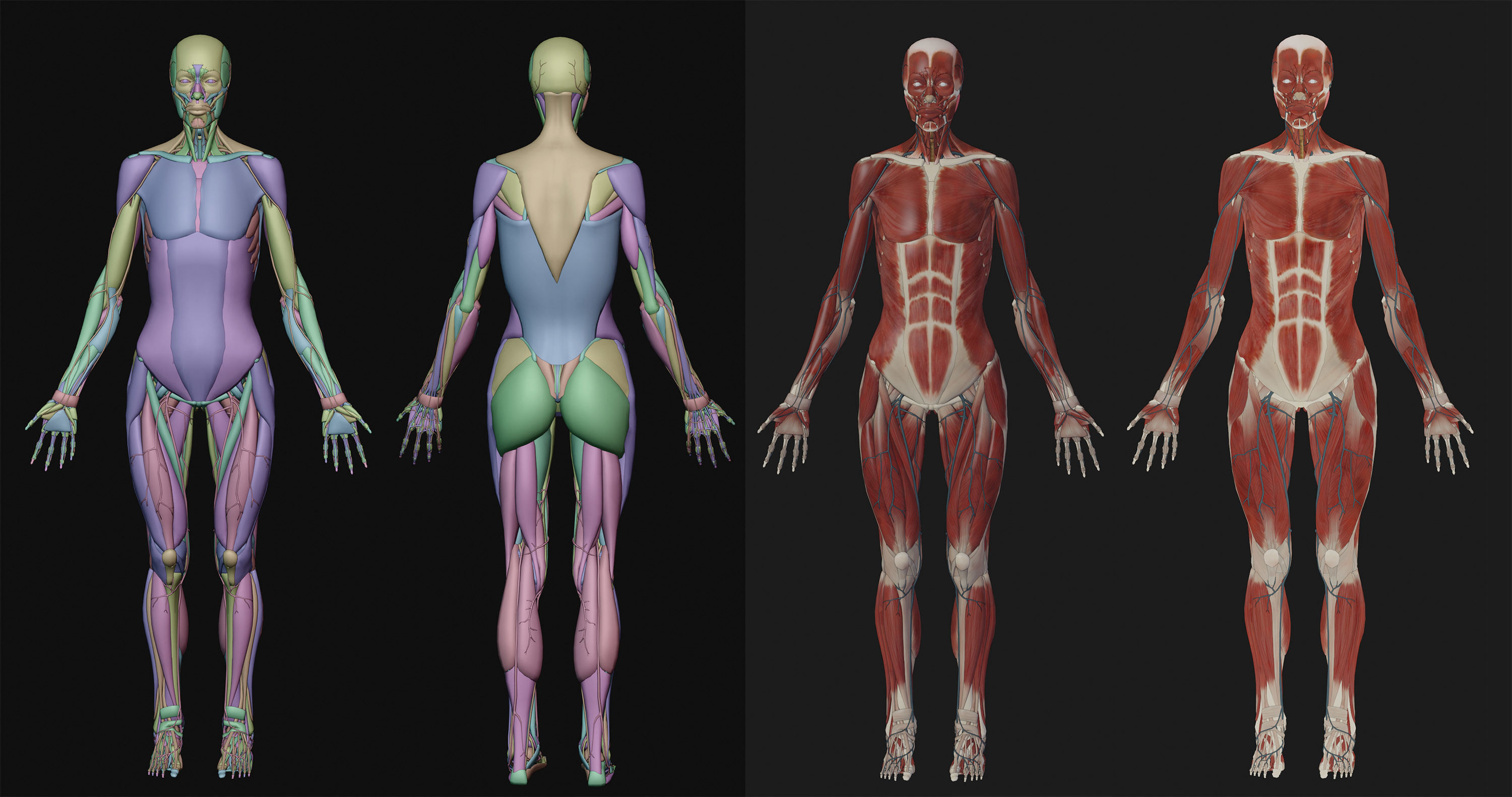 Anatomy  2019 3D model_6