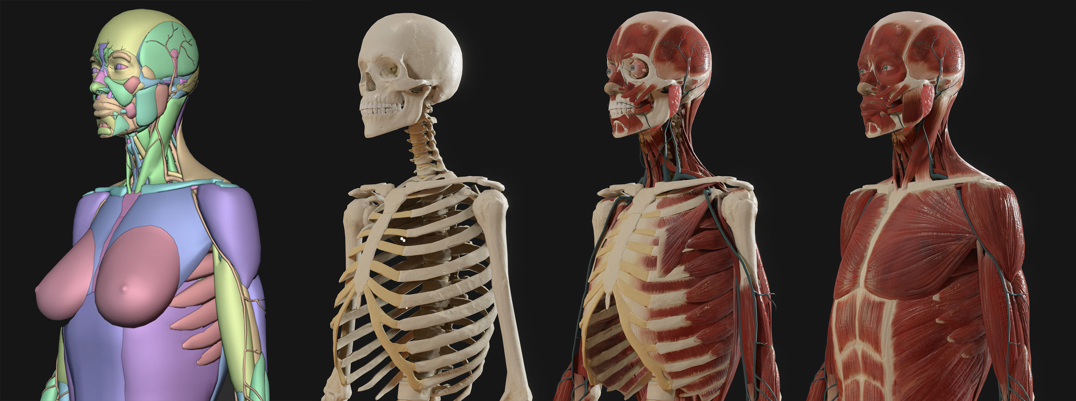 Anatomy  2019 3D model_3