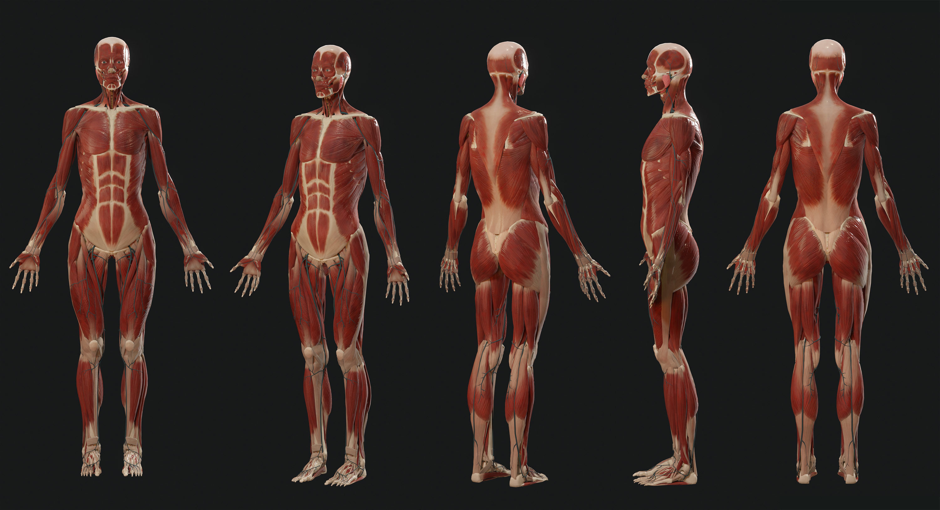 Anatomy  2019 3D model_2