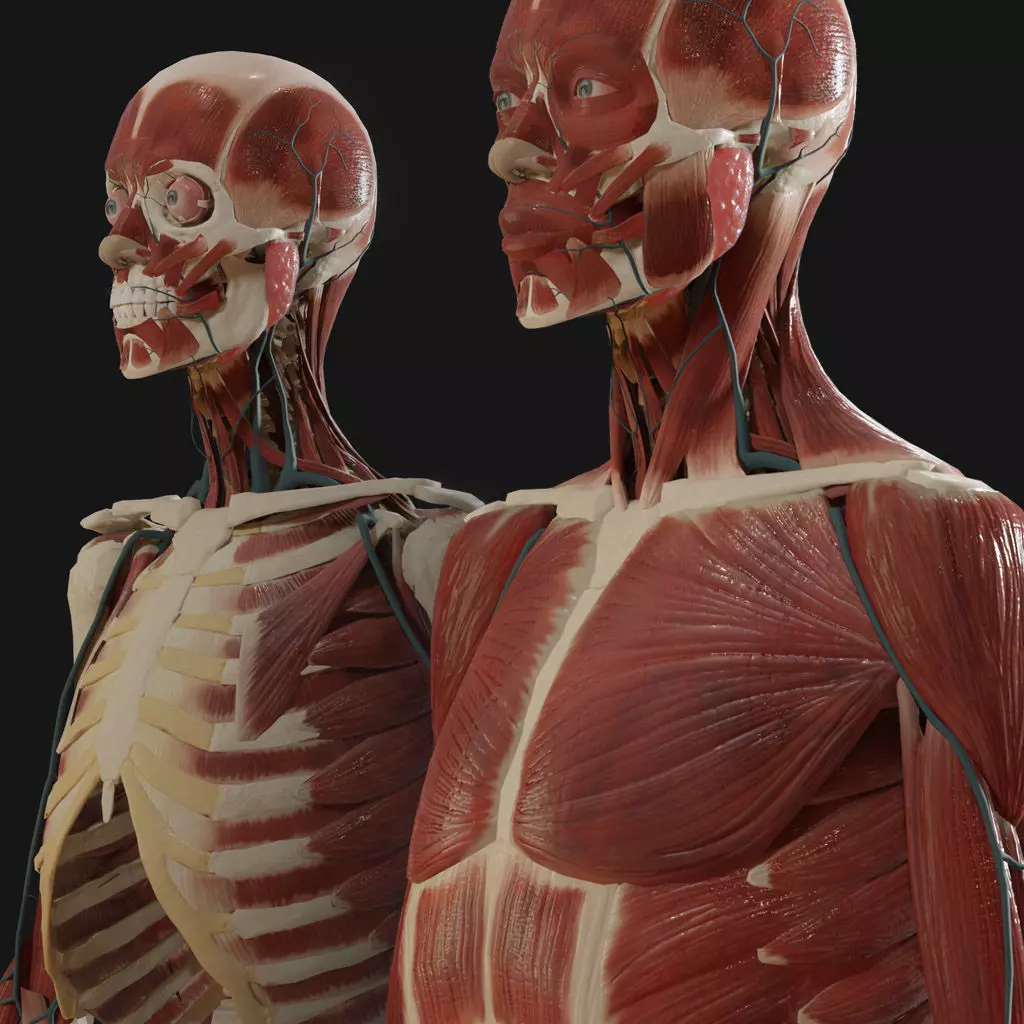 Anatomy  2019 3D model_0