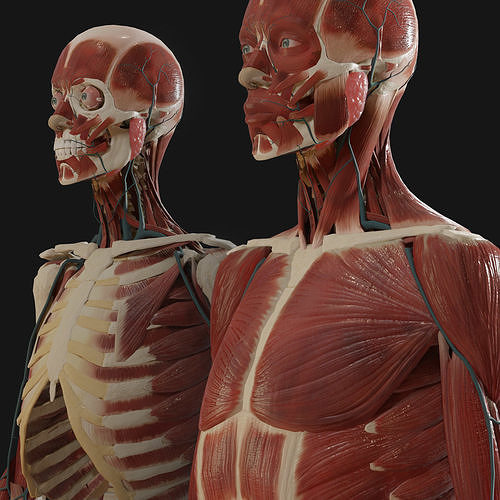 Anatomy  2019 3D model