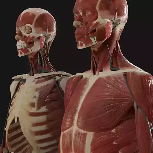 Anatomy  2019 3D model