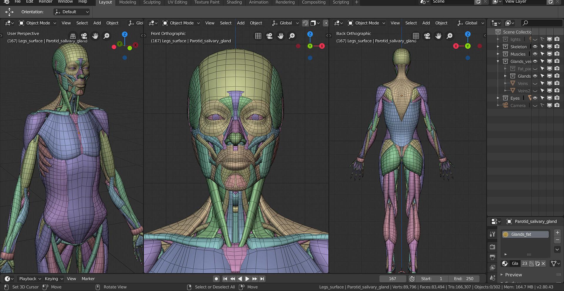 Anatomy  2019 3D model_4