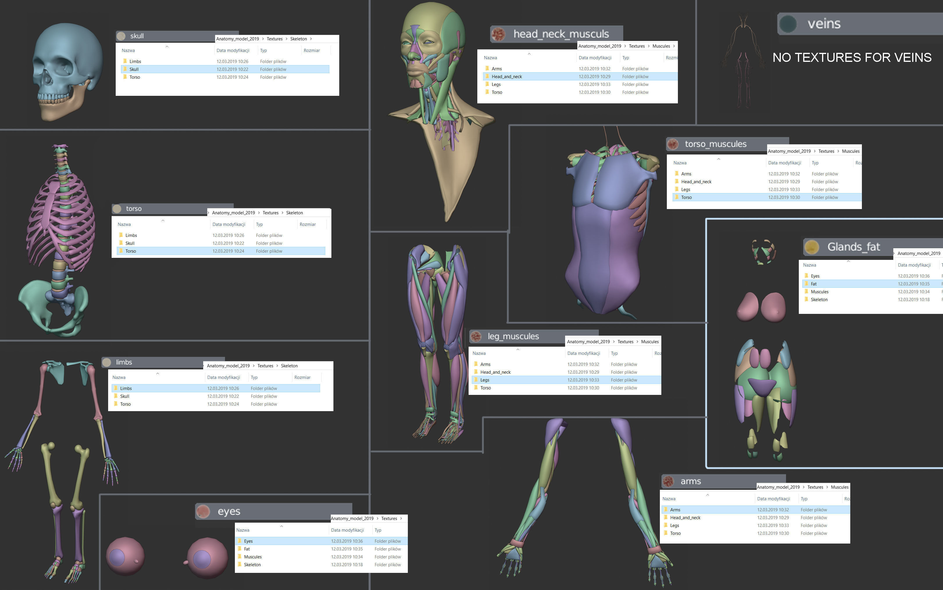 Anatomy  2019 3D model_7