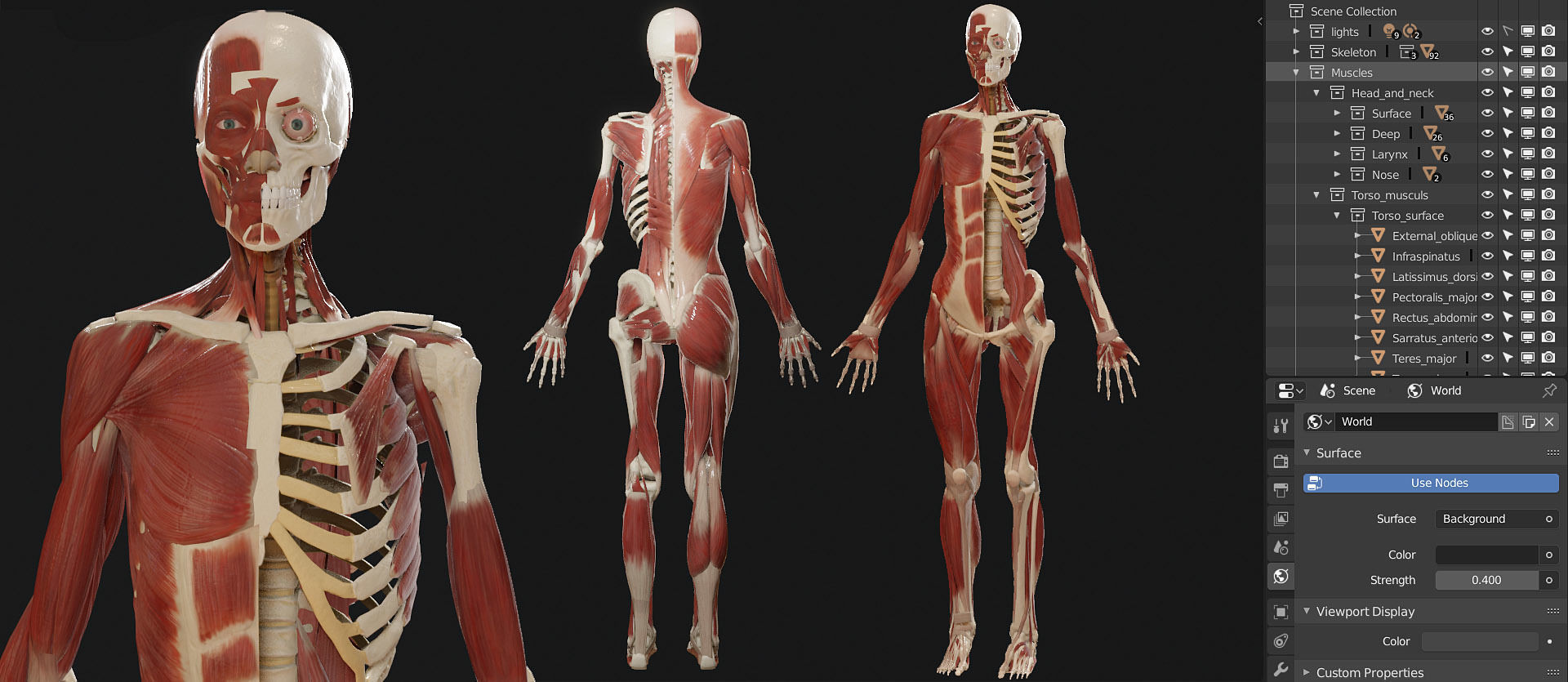 Anatomy  2019 3D model_5