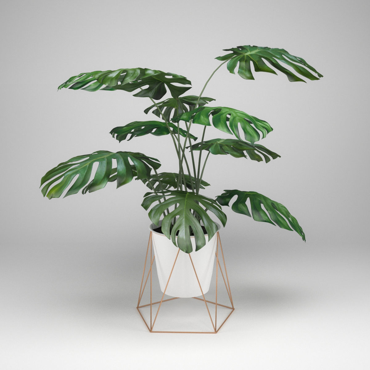 Monstera plant 3D model_1
