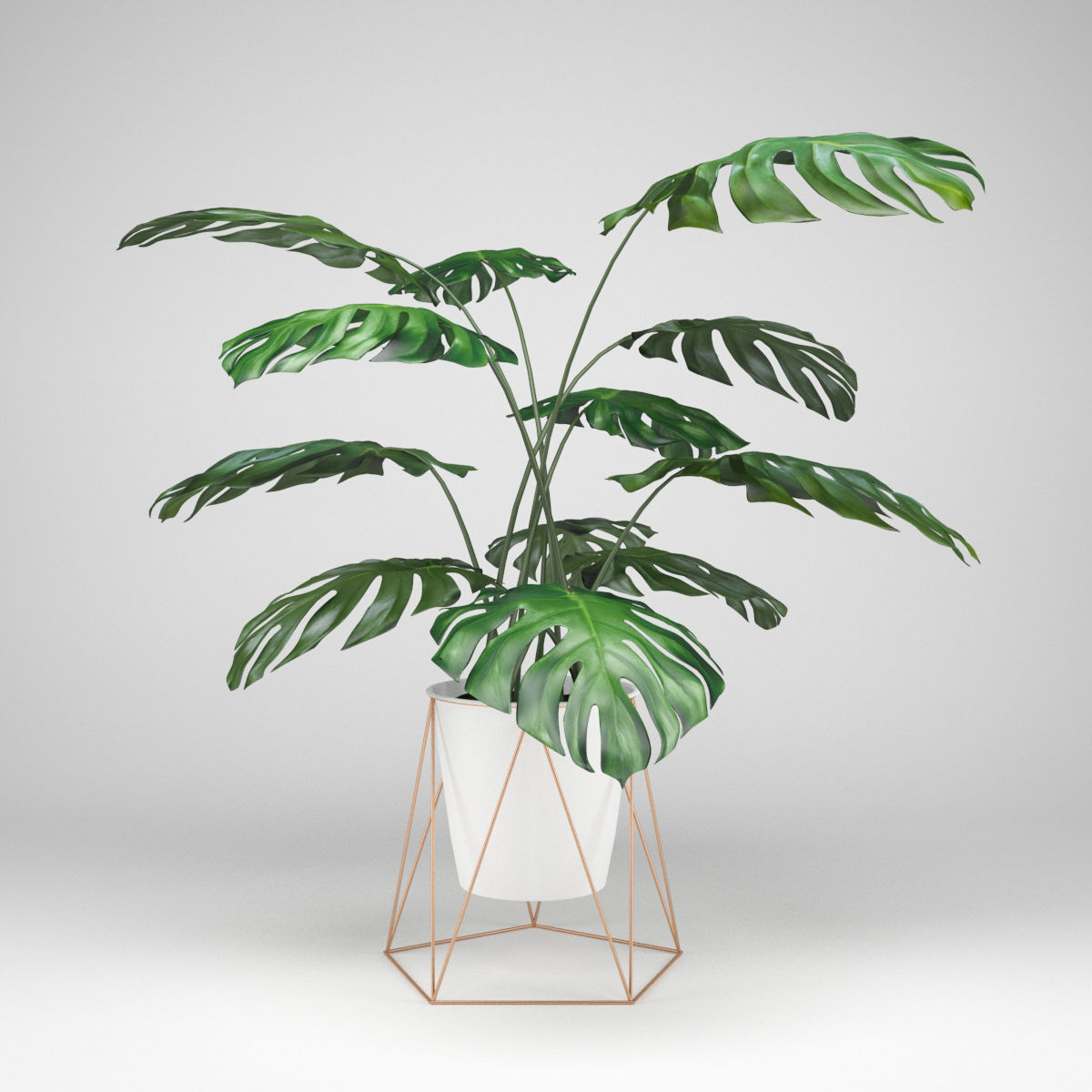 Monstera plant 3D model_3