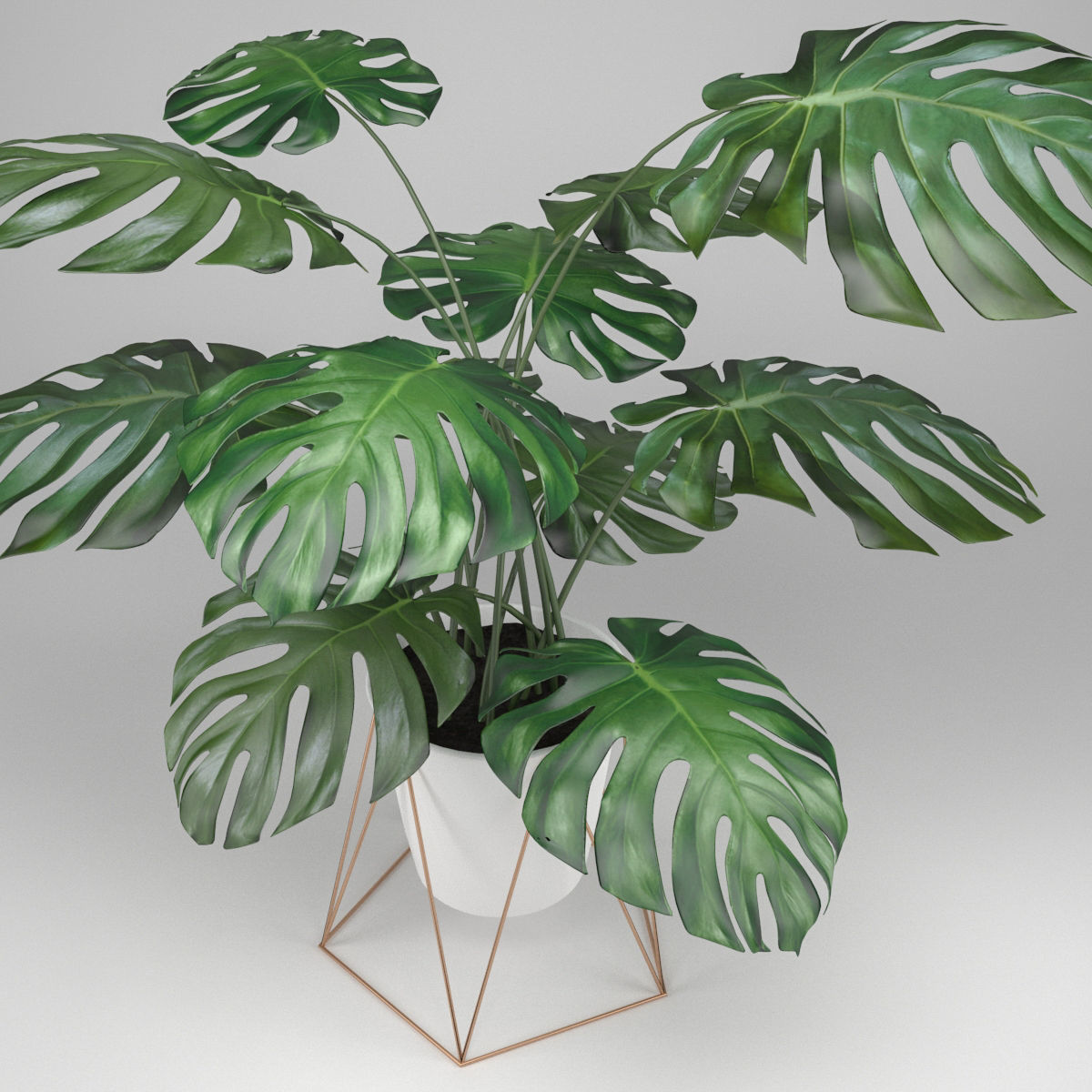 Monstera plant 3D model_2