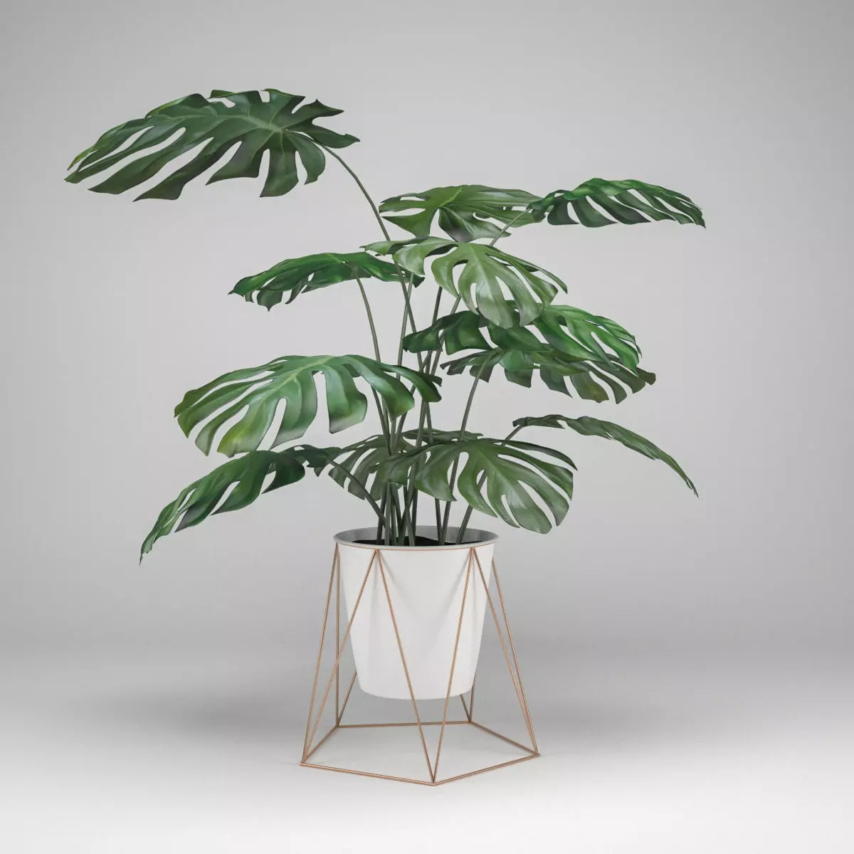 Monstera plant 3D model_0
