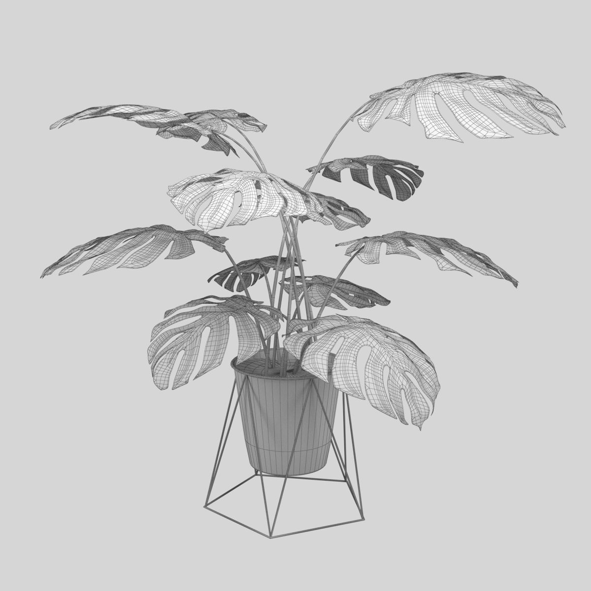 Monstera plant 3D model_4
