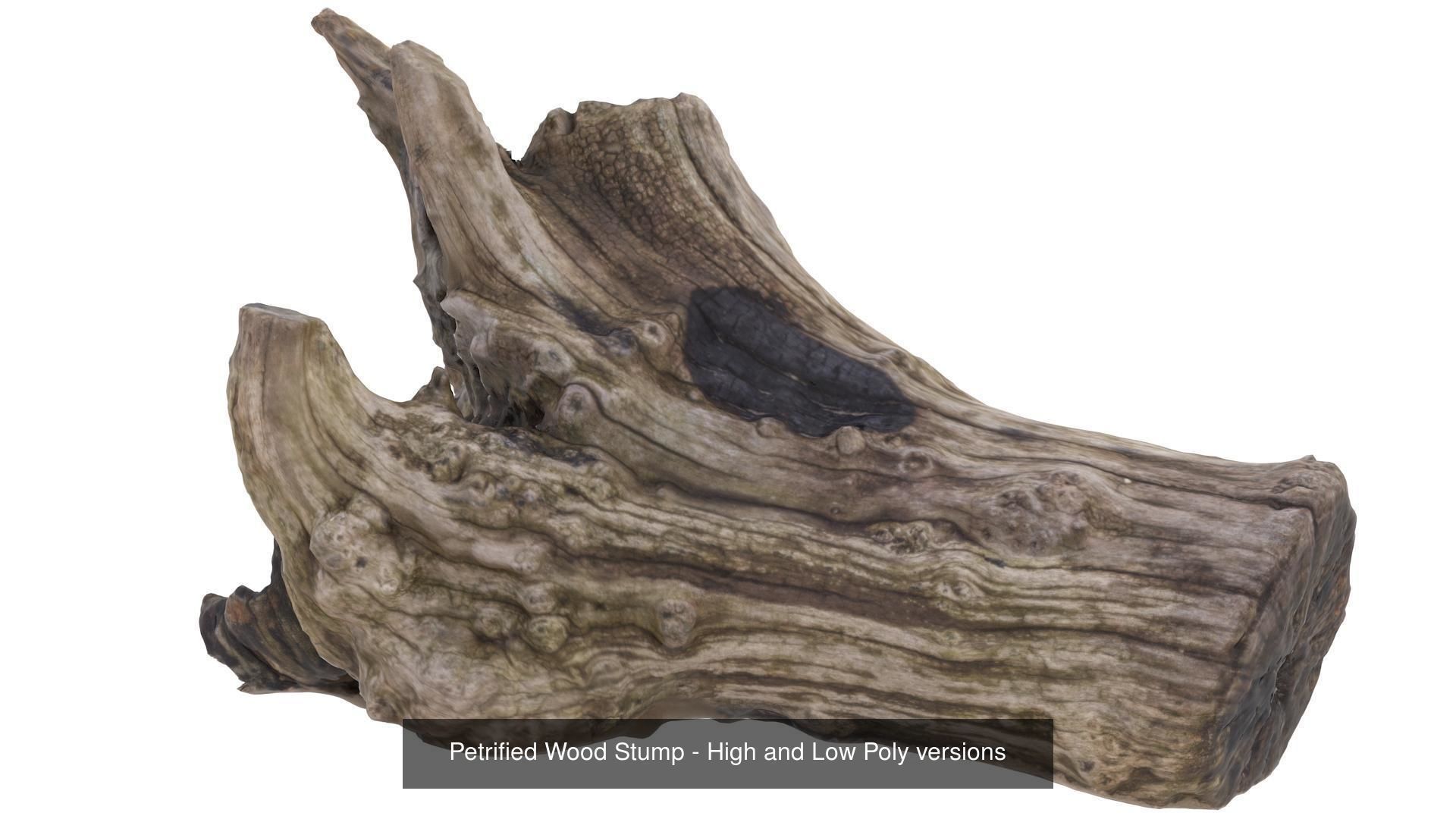 Collection of Trees Stumps and Logs - low and high poly _2