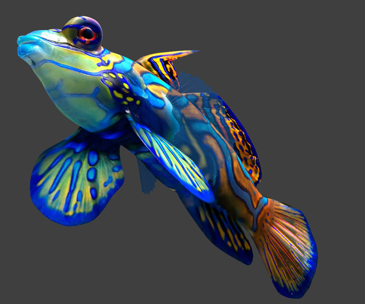 Tropical Fish 3D model_3