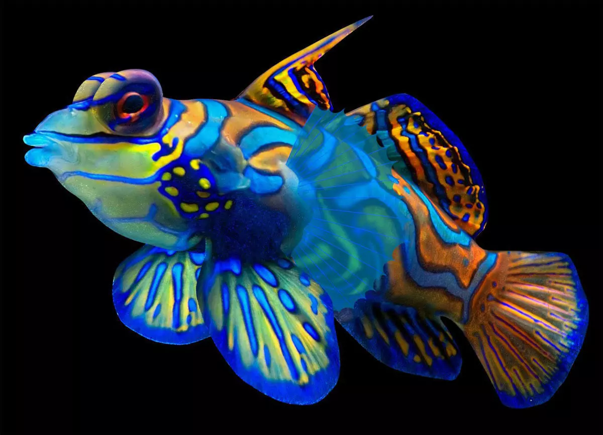 Tropical Fish 3D model_0