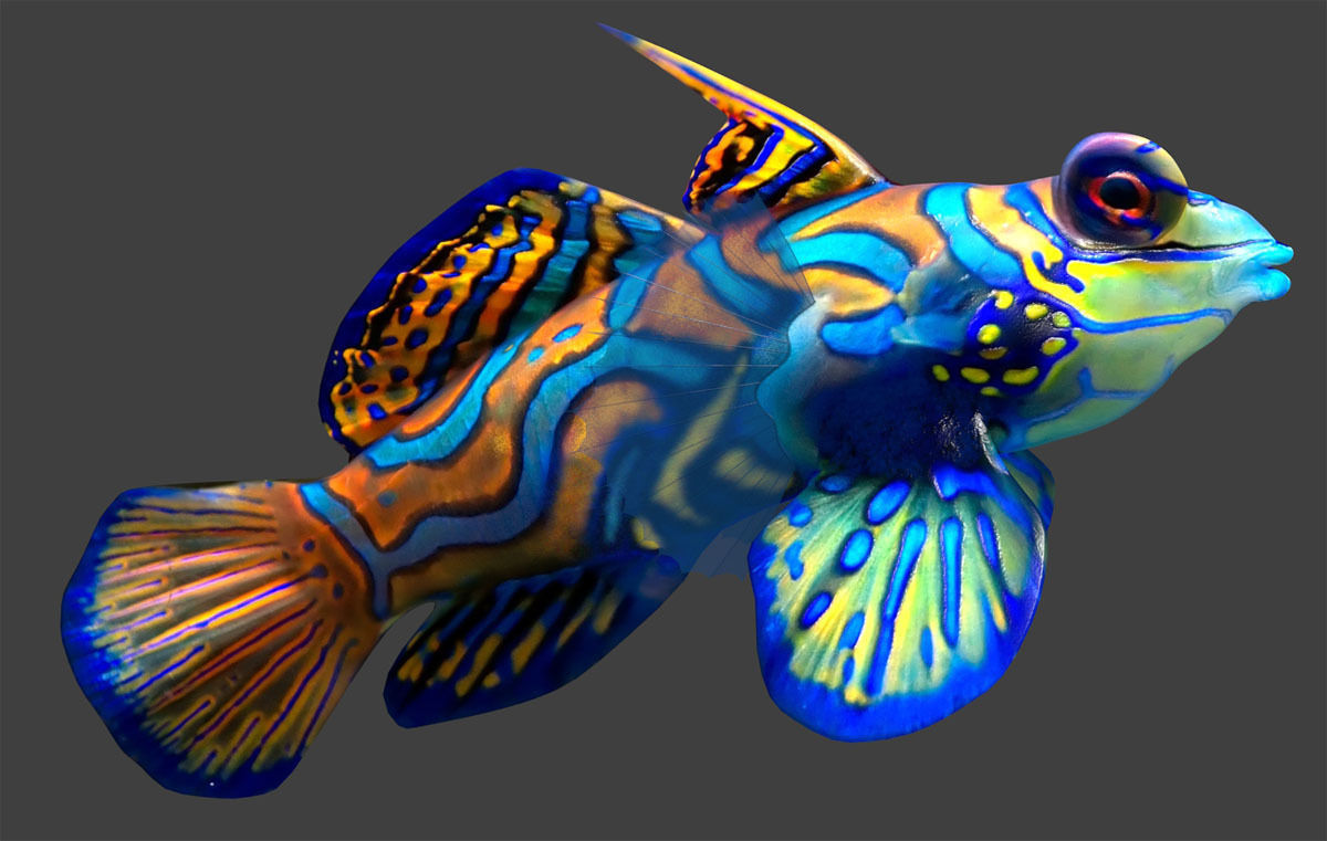 Tropical Fish 3D model_1