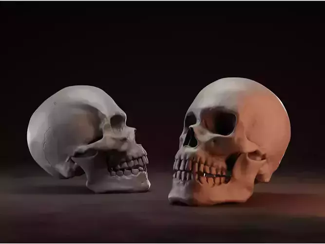 Skull sculpture - by Christopher Michael Walker