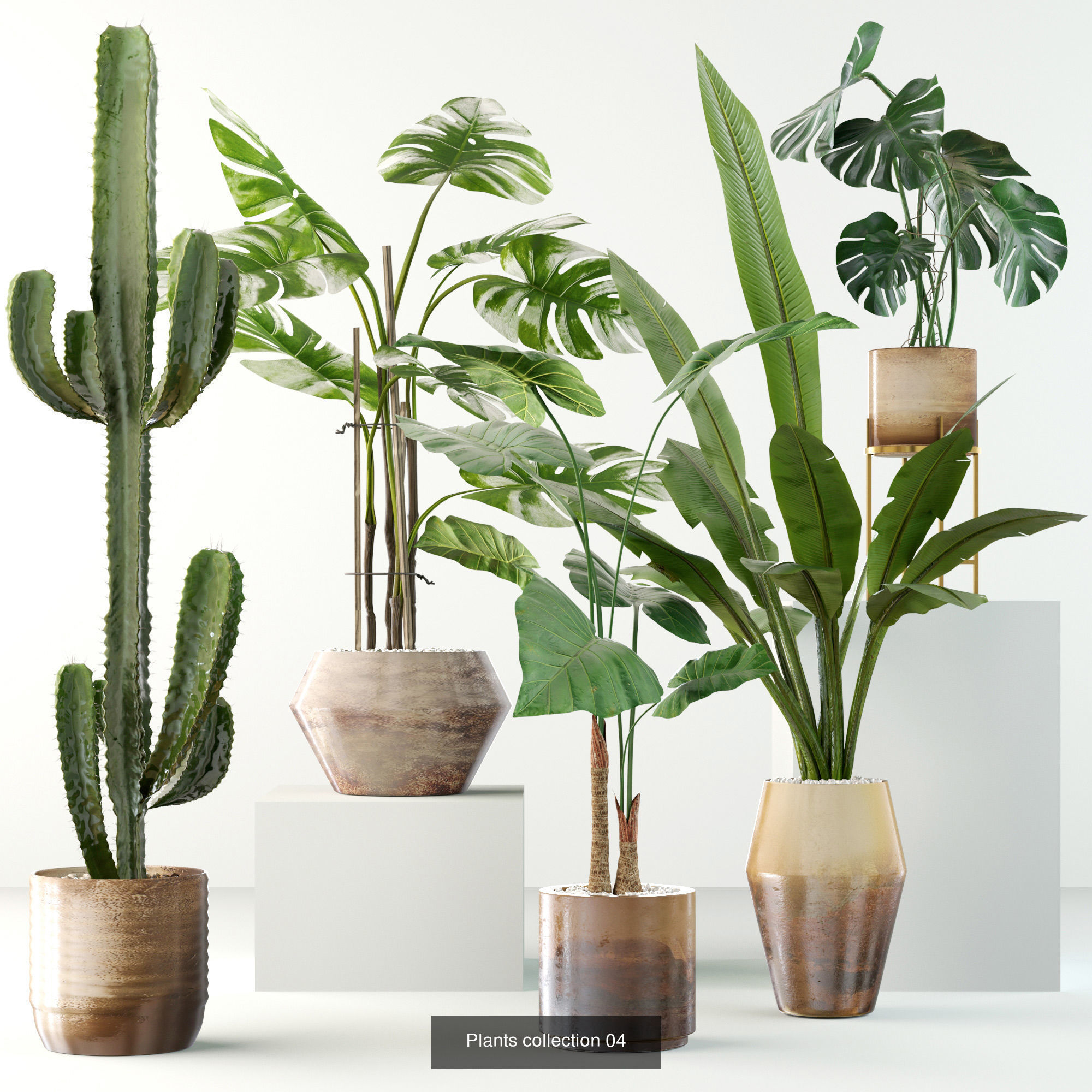 Collection  plants  3D model 01 _5