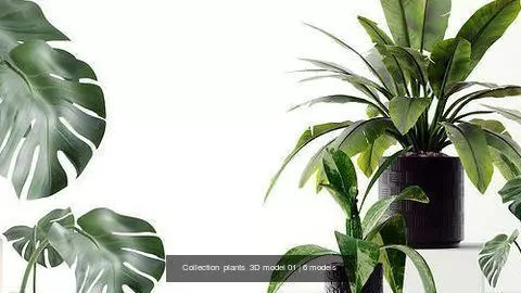 Collection  plants  3D model 01 _0